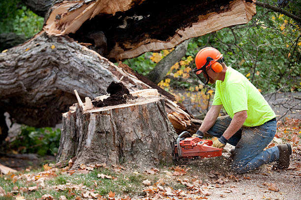 Trusted Garrison, MD Tree Service Experts